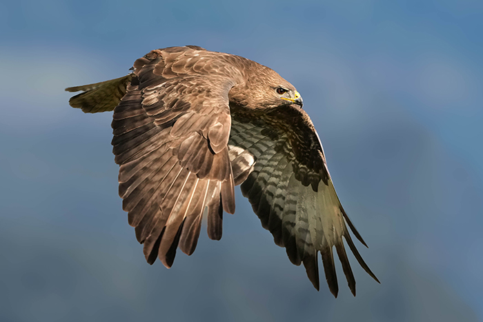 Fotoansitz Greifvögel