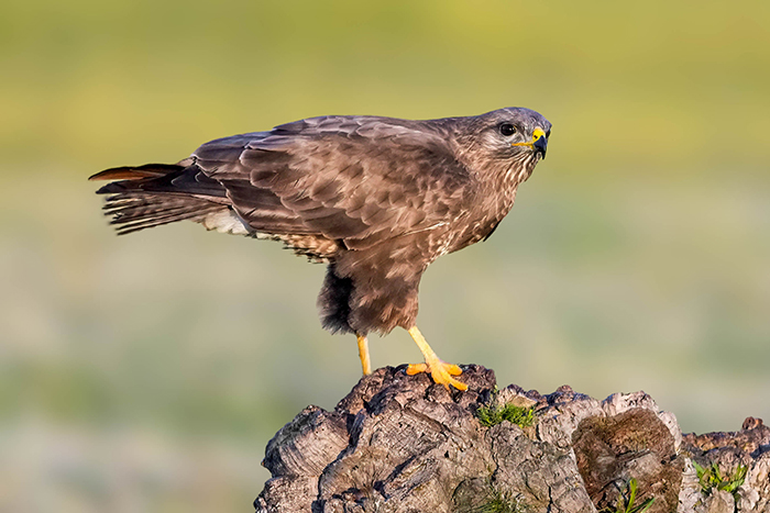 Greifvogel Fotoansitz