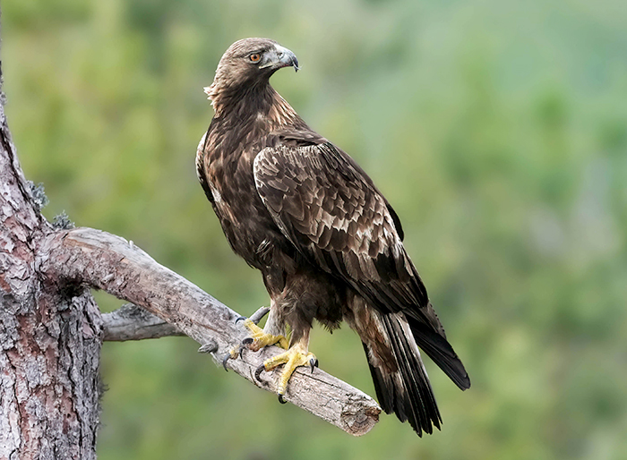 adler fotoansitz adler fotografieren