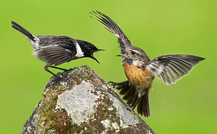 Ansitzfotografie Extrenadura