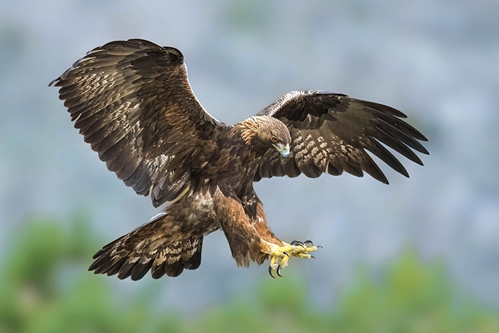 Ansitzfotografie Steinadler