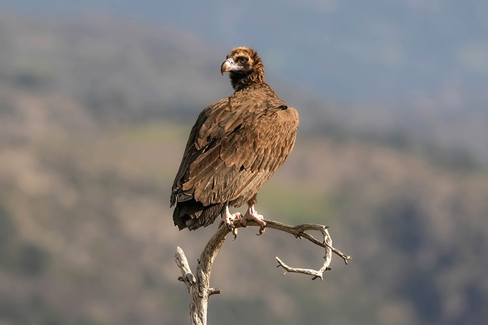 Ansitzfotografie Geier