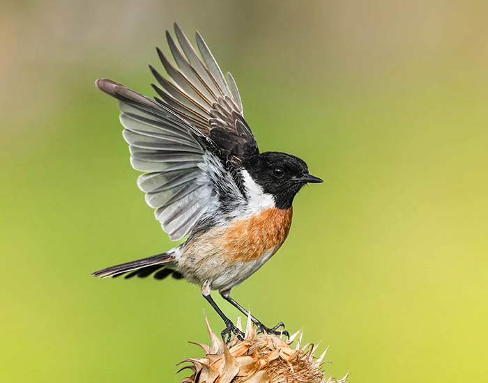 Extremadura Spanien Vögel