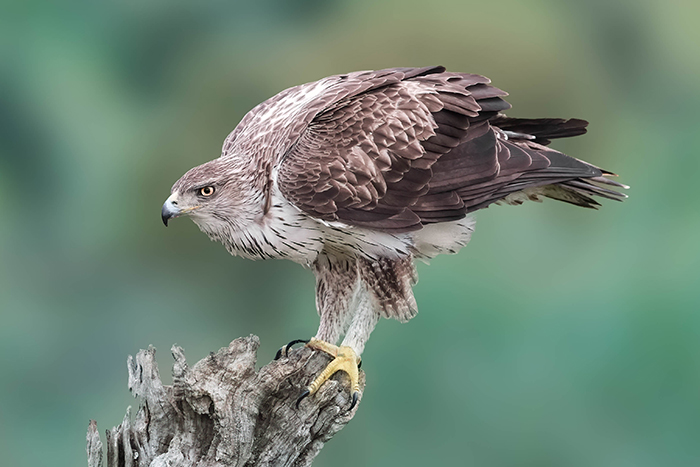 Extremadura Vogelbeobachtung