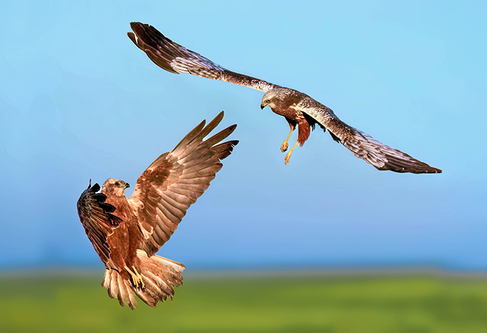 Greifvogel Ansitzfotografie