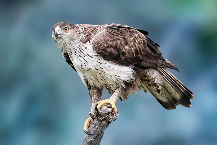 Habichtsadler