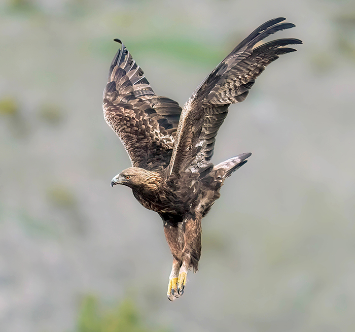 Steinadler fotoansitz steinadler fotografieren
