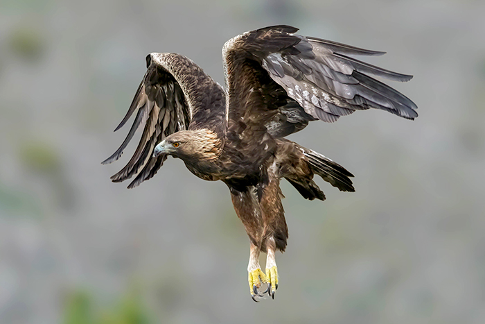 stenadler fotografieren