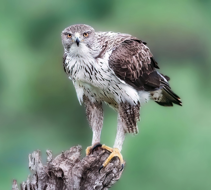 Vogelarten Extremadura Spanien