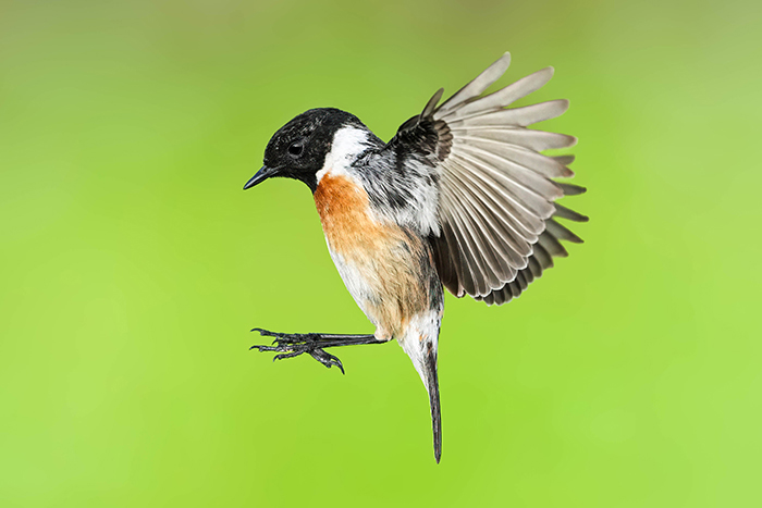 Vogelbeobachtung Extremadura Spanien