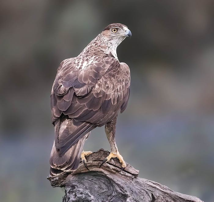Vogelbeobachtung Extremadura