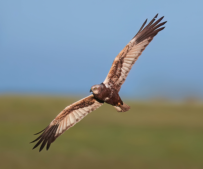 Ansitzfotografie Greifvögel