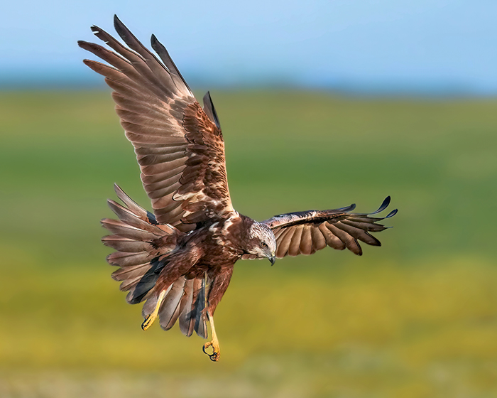 Greifvogel Ansitzfotografie