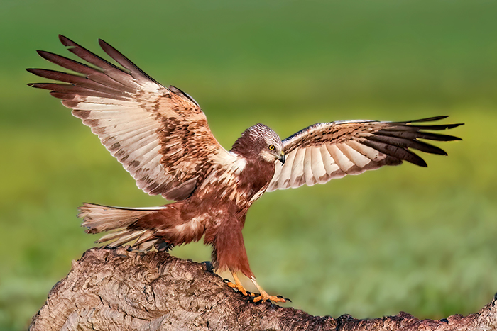 Rohrweihe fotografieren