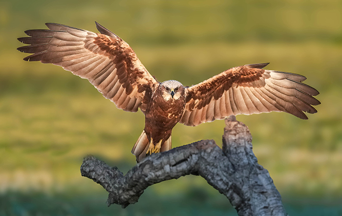 Vogelfotografie