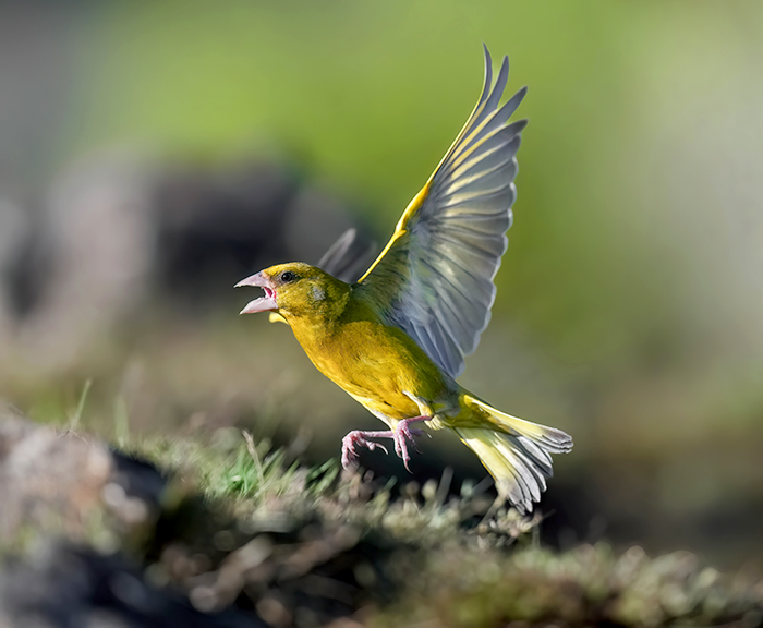 Fliegender Grünfink