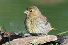Grünfink Jungvogel