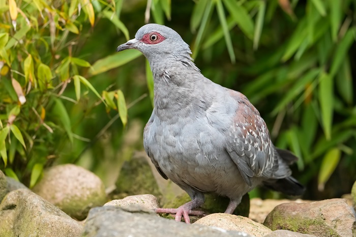 Guineataube