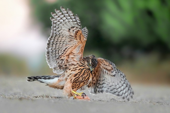 Ansitzfotografie Habicht