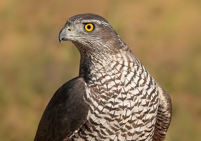 Habicht fotografieren Habicht Fotoansitz