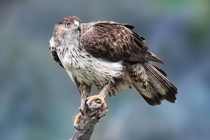 Adler Fotoansitz