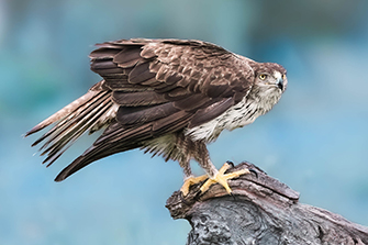 Extremadura Vögel