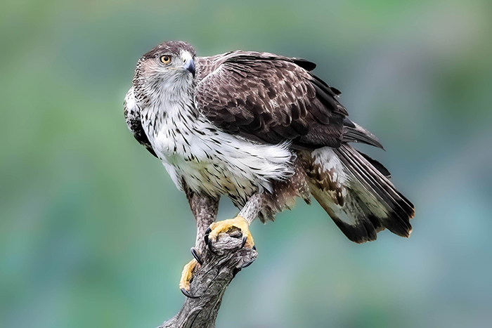 Habichtsadler bilder