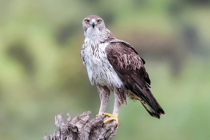 Habichtsadler Fotoansitz 