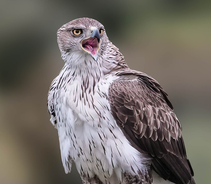 habichtsadler fotografieren
