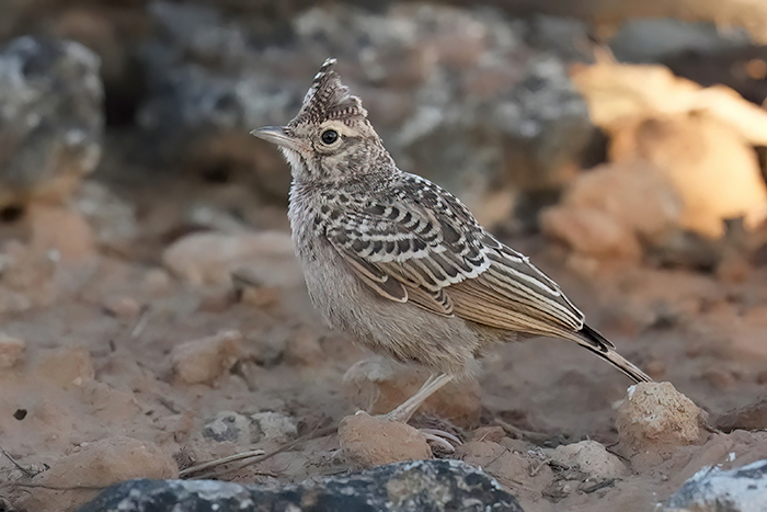 Haubenlerche Jungvogel