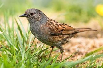 Heckenbraunelle