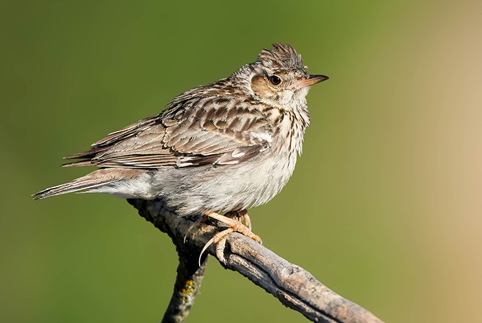 Heidelerche Jungvogel