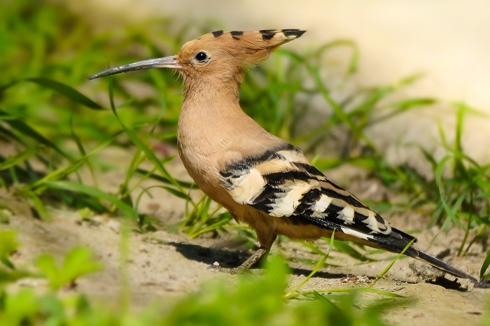 heimische Vogelarten 