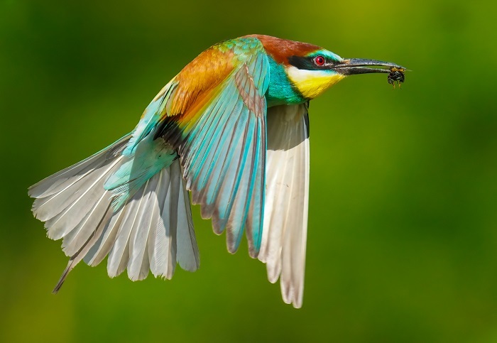 heimische Vögel Deutschland