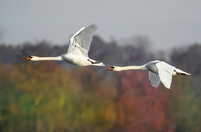 fliegende  schwäne
