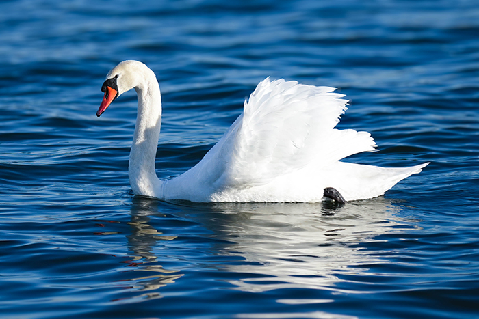 schwan