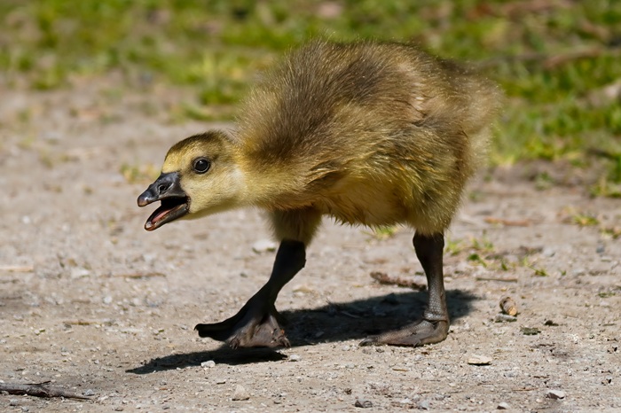 Vogelbeobachtung Bayern