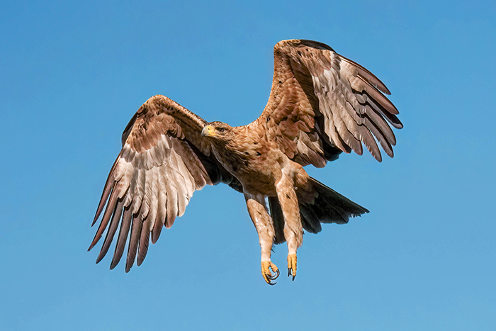 Iberienadler Fotoansitz