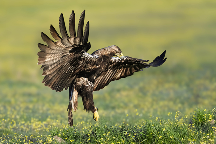 spanischer Kaiseradler
