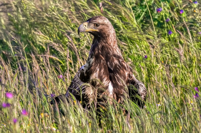 Adler