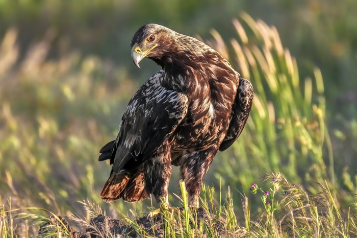 spanischer Kaiseradler Iberienadler