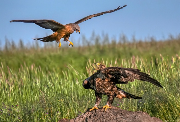 Kaiseradler