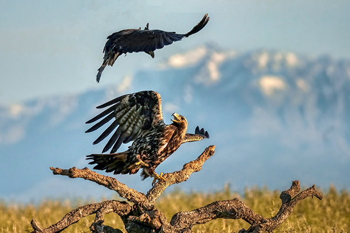Iberienadler