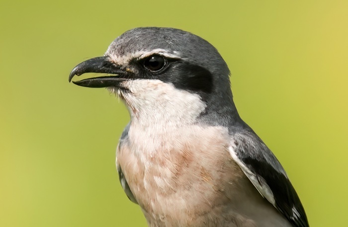 Iberienraubwürger