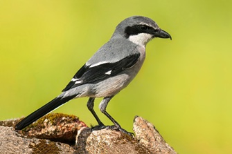 südlicher Raubwürger