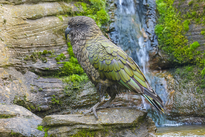 Kea