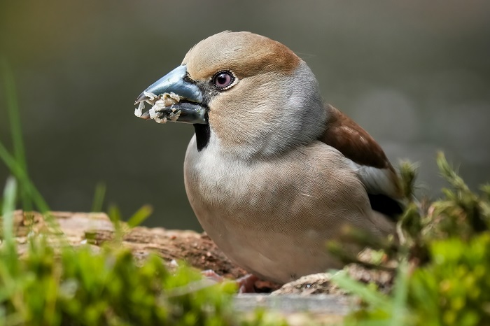 Kernbeisser Weibchen