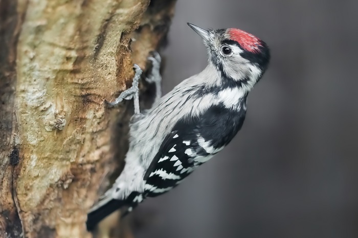 Heimische Vogelarten