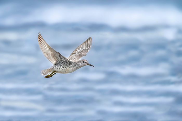fliegender Knuttstrandläufer