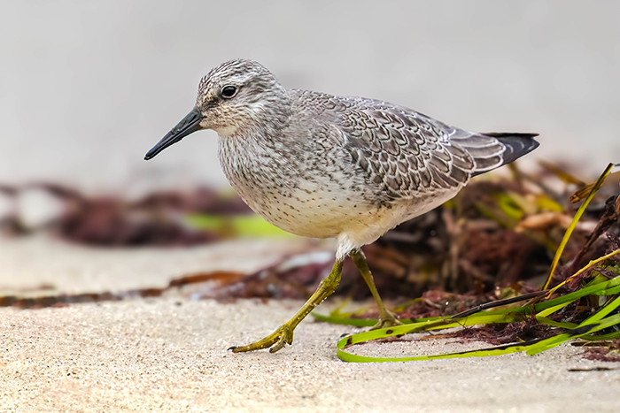 Knutt Strandläufer